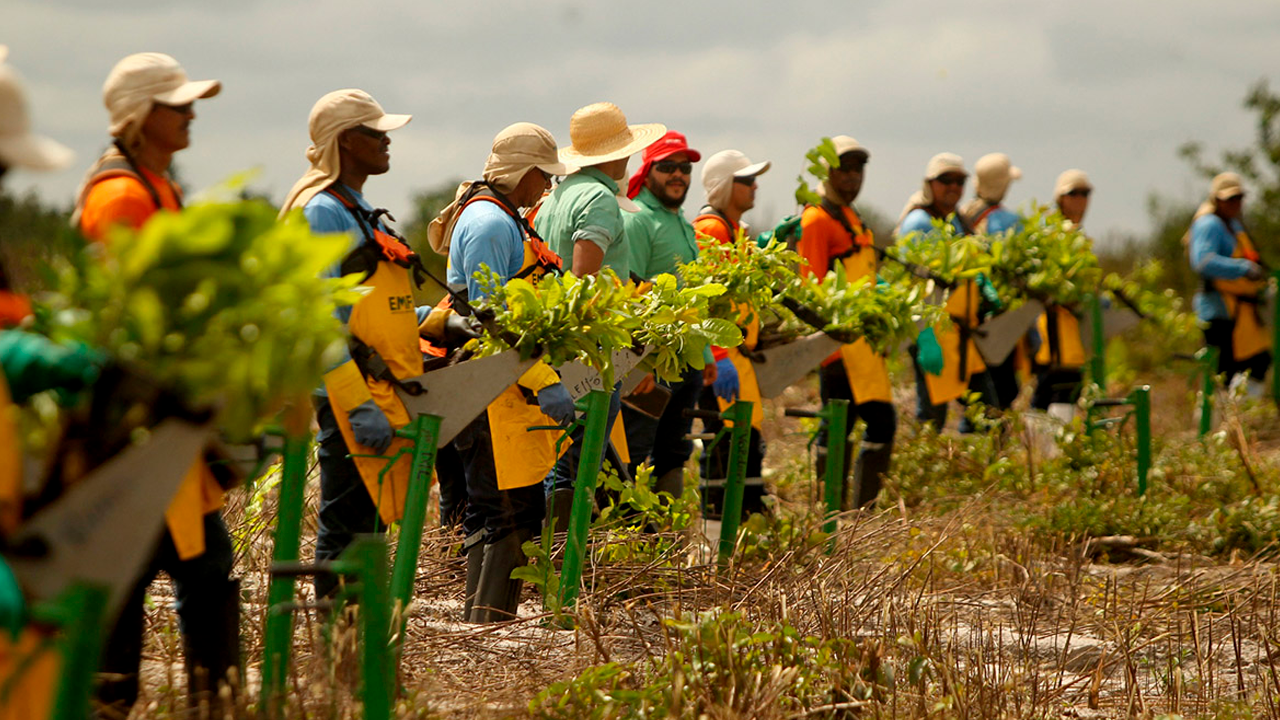 Brasil impulsa la reforestación del Amazonas con inversión privada