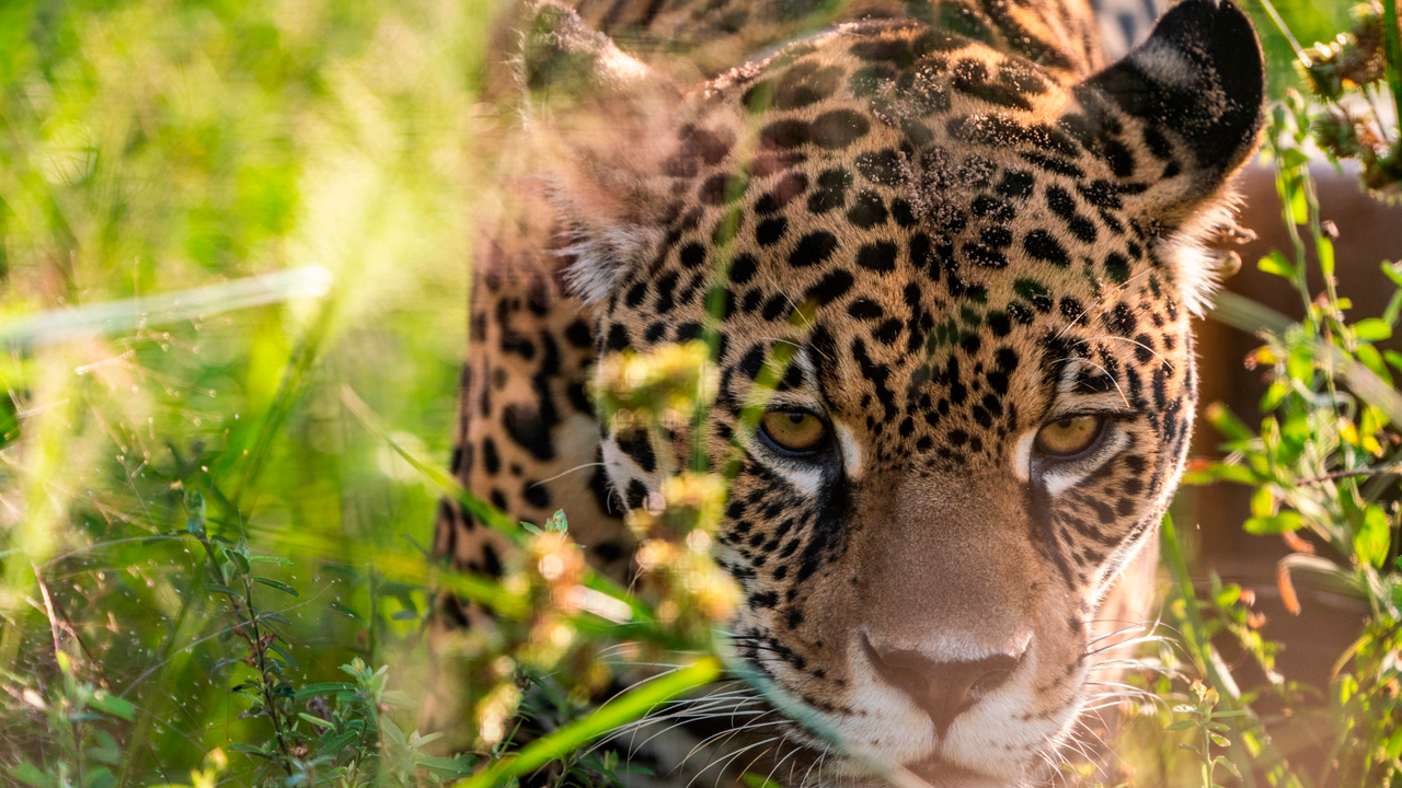 Rewilding: la estrategia que devuelve vida a los ecosistemas