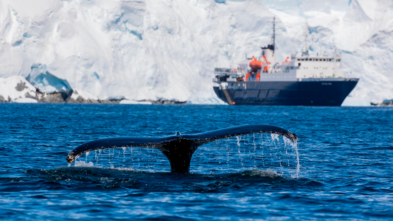 La misión que busca salvar el corazón marino de la Antártida
