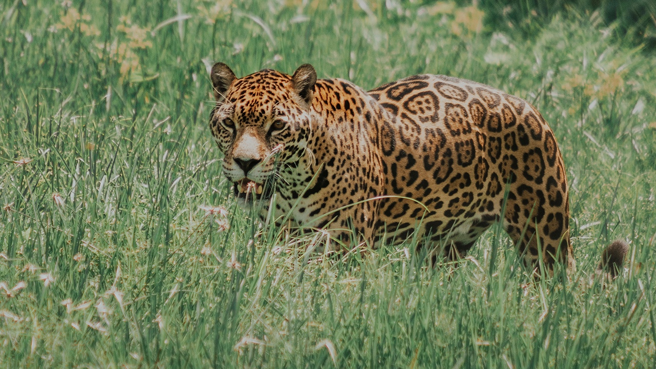 La ONU protege 40 nuevas especies en un acuerdo histórico