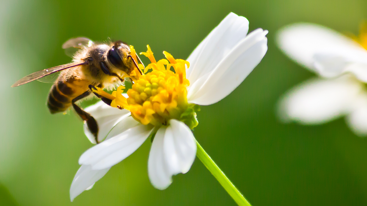 Abejas: pequeñas aliadas frente a la crisis ambiental